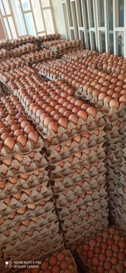 Natta76611340's tweet photo. chickens 6000, eggs k4000 I'm in area 3 please retweet 😊 https://t.co/aNmc7o48Ce