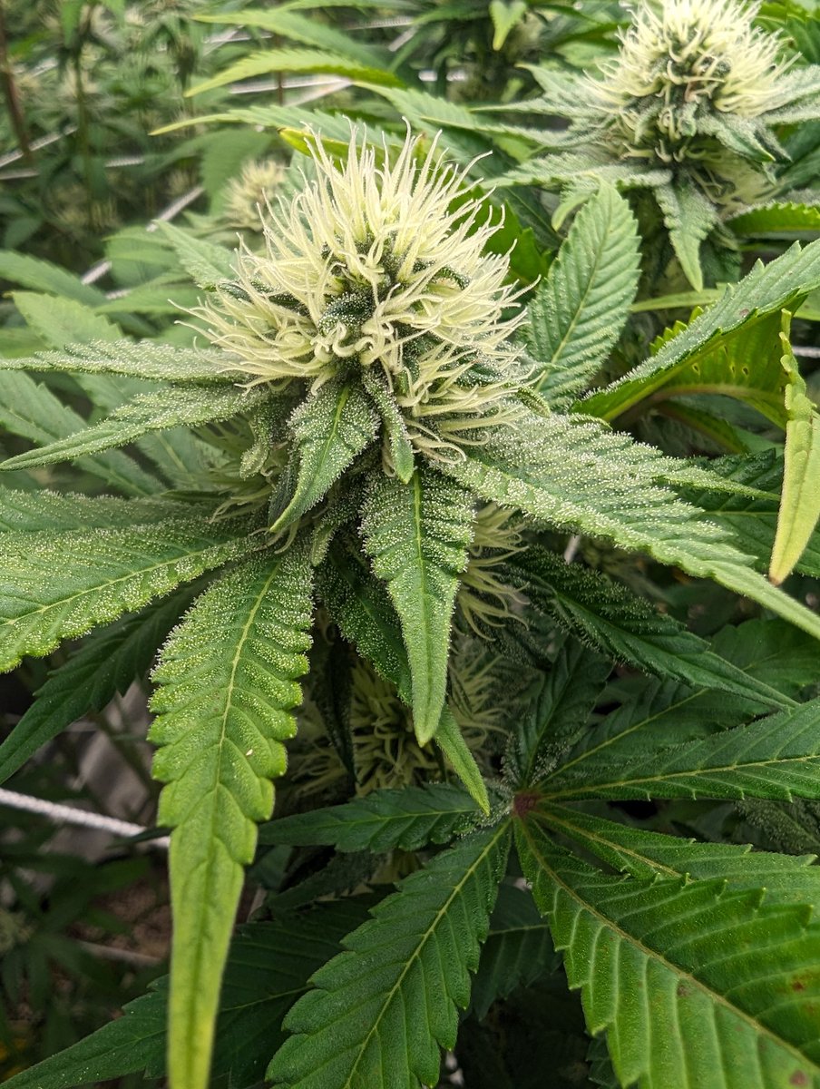 DavdTheRockstar's tweet photo. Long, busy fuckin day over here. Always feels good to wrap it up in the grow tho.
This is Hell's OG at Day 29. She's a lil finicky, but the smoke is well worth it. Gotta love old OG 🤘
#CannaLand #CannabisCommunity #Mmemberville #clone #hellsOG  #mmj #topshelf #DAVDgenetics https://t.co/dcVm4qyeJP