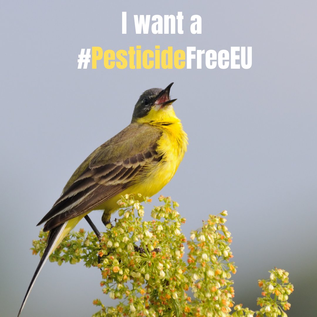 🐝Komisja Środowiska PE przyjęła dziś stanowisko w sprawie środków zapewniających zrównoważone stosowanie pestycydów oraz ograniczających ryzyko związane ze stosowaniem wszystkich pestycydów o co najmniej 50% do 2030 r.!
#PesticideFreeEU, #SaveBeesAndFarmers, #GoodbyeToToxics