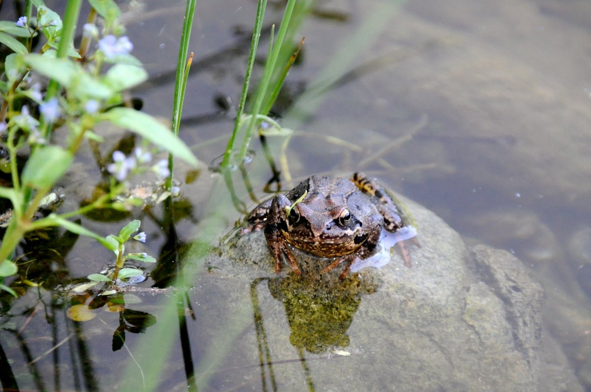 FroschImWasser's tweet photo. Worum geht es? 
Amphibien sind Bewohner zweier Welten – des Landes und des Wassers. Ihre Bestände gehen weltweit dramatisch zurück. 
 „Der Frosch im Wassertropfen" wird mittels eDNA-Monitoring von Amphibien den Bestand österreichweit ermitteln.
Und dabei brauchen wir deine Hilfe! https://t.co/YZ302vrnUU