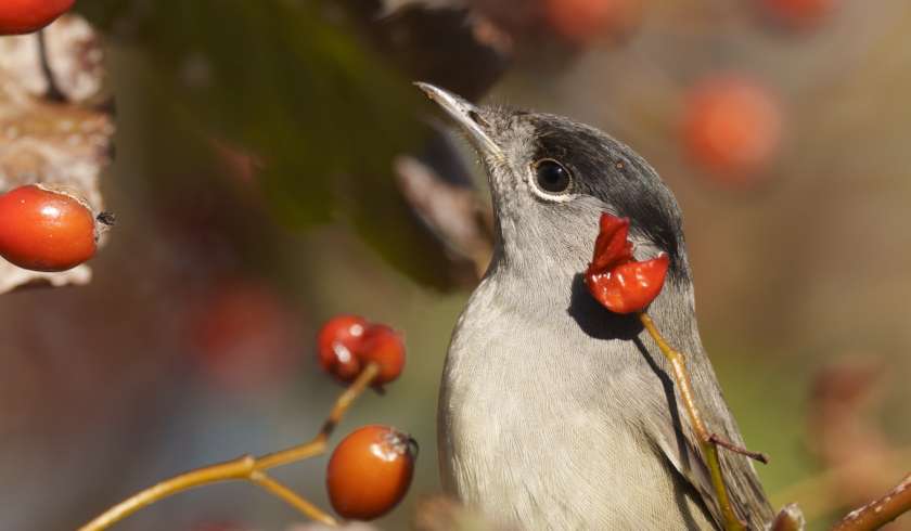 Senckenberg Research tweet media