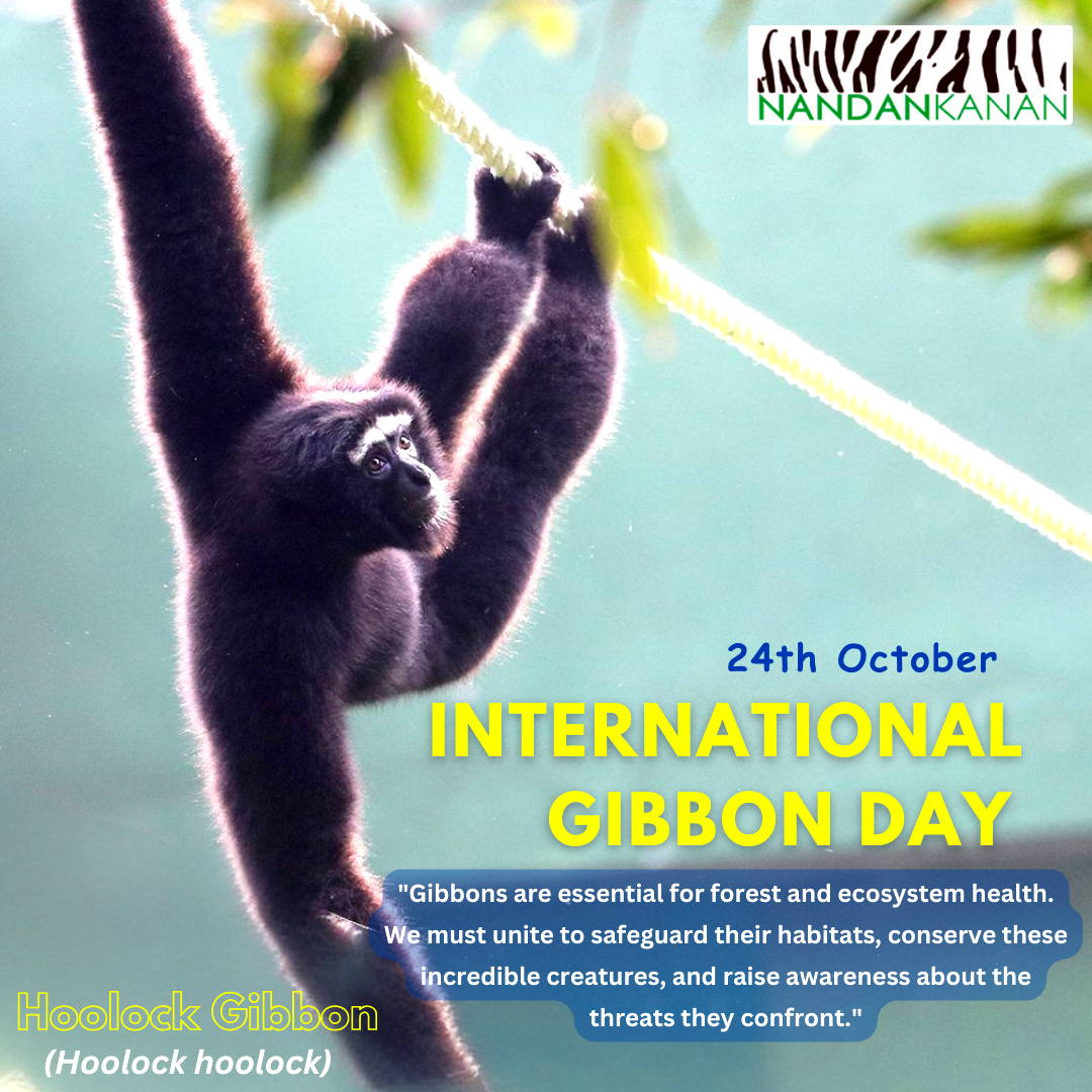 ddnandankanan's tweet photo. #NandankananZoologicalPark #CentralZooAuthority #animals #gibbon
International Gibbon Day 24th October 2023
#DidYouKnow @CMO_Odisha @CZA_Delhi @PCCFWL_Odisha @ForestDeptt https://t.co/9QGyI8pCUN