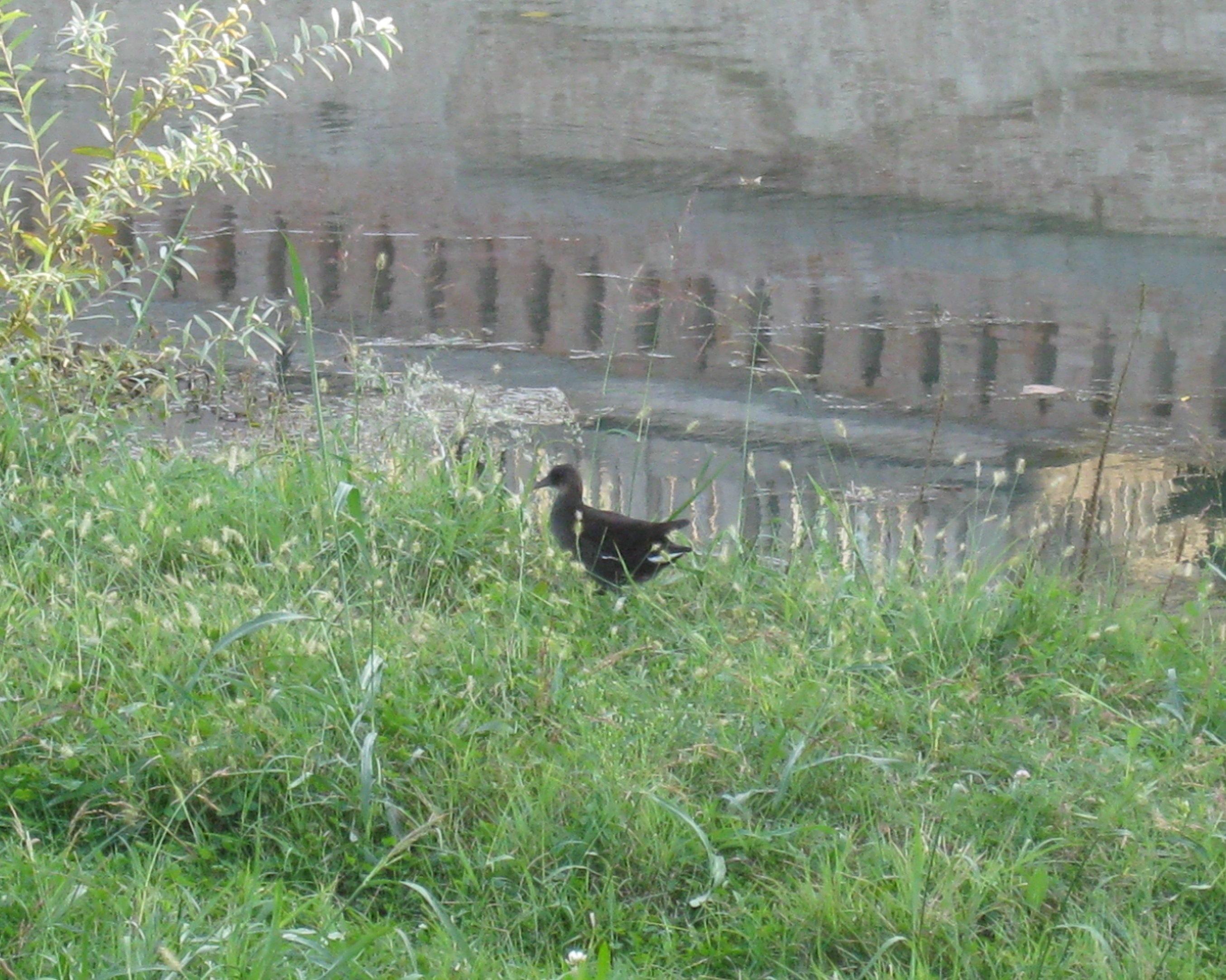 gallinella d'acqua