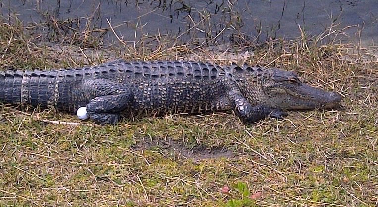 Play the ball where it lies. 

#TruePic
#FloridaGolf 
#MyPic