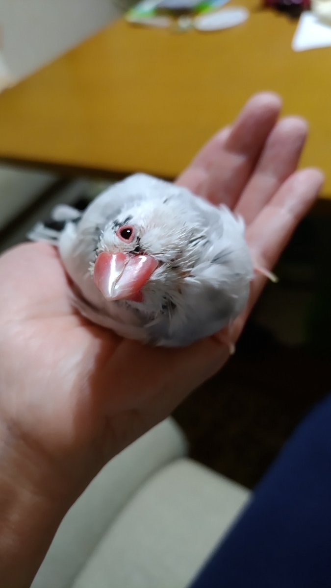tantoto86's tweet photo. 手に幸せを(*˘︶˘*).｡.:*♡文鳥の日♡ https://t.co/XzCmQWSd4g