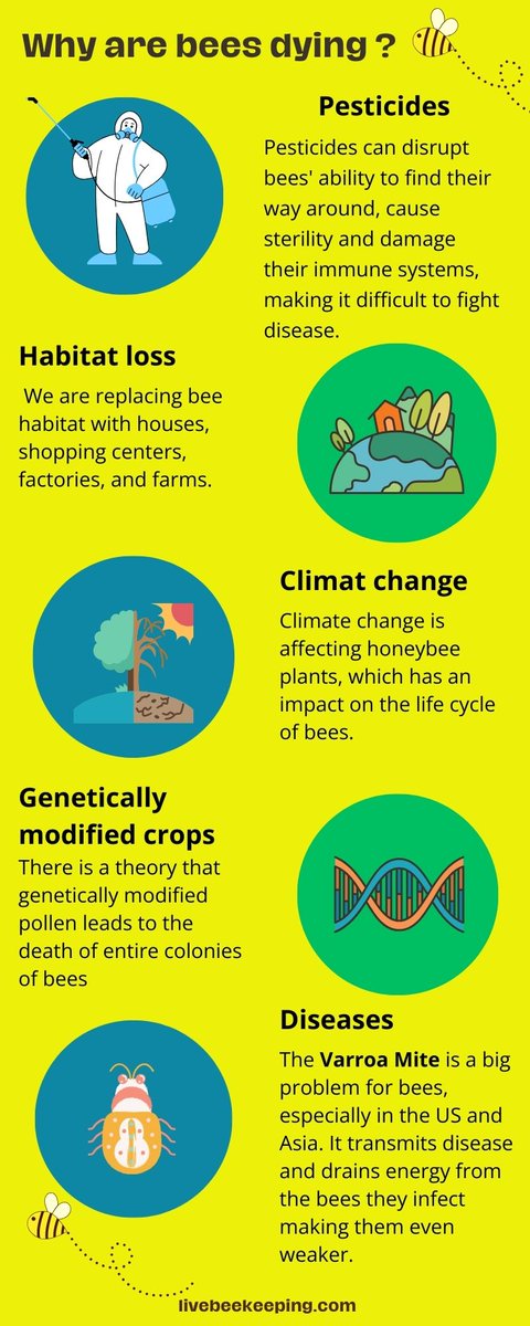 LiveBeekeeping's tweet photo. Why are bees dying?
Please RT
#beekeeping #savethebees #apiary #livebeekeeping https://t.co/NRsGIXwJq1