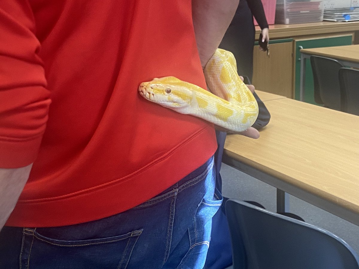 social_sahs's tweet photo. Just hanging around with our new friend Julius Squeezer the Viper 🐍 🤩

#Juliussqueezer @StAndrewsHS #animals #coolcreatures #geography https://t.co/dQ7warfVHu