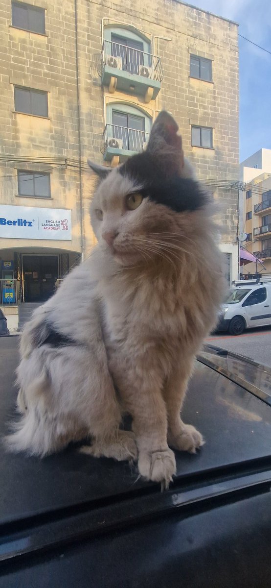 thecornercat_'s tweet photo. #cat #cats #catsofinstagram #of #catstagram #catlover #catlife #instagram #catlovers #kitten #instacat #kitty #pet #cute #love #meow #dog #catoftheday #pets #kittens #gato #animals #catlove #animal #cutecat #world #gatos #petsofinstagram #kittensofinstagram #chat https://t.co/Ab1jTkGWX1
