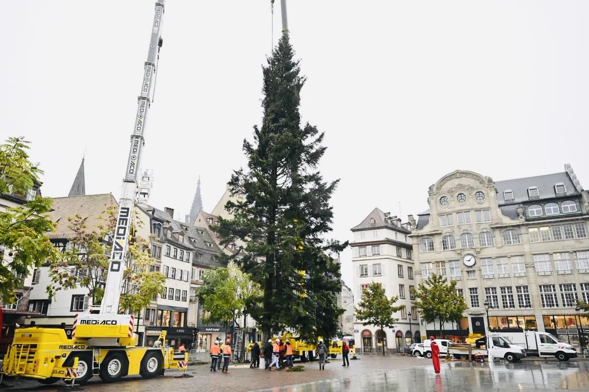 Le Grand Sapin est arrivé à <a href="/strasbourg/">Strasbourg.eu</a> ! Ce sera le plus haut d’Europe. 
#noel #sapin #Christmas2023 #ChristmasTree #strasbourg #noël