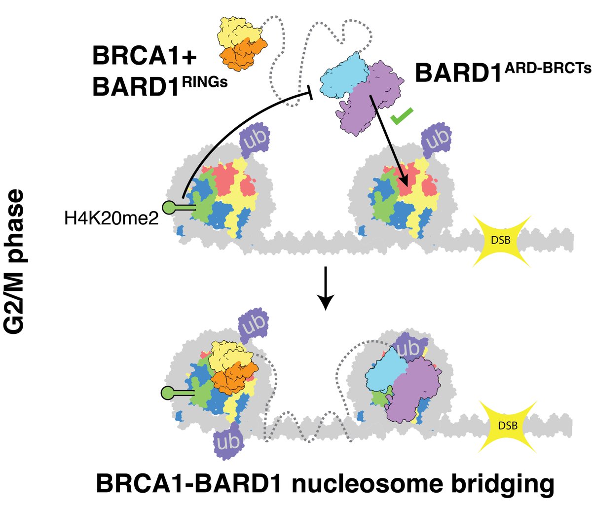 Using advanced biochemistry, cryo-EM and atomic force microscopy @mdwilsonlab and colleagues from University of Leeds explore BRCA1-BARD1 binding to nucleosomes. doi.org/10.1093/nar/gk… A recent study published by the Wilson lab. @DrHaydenB @mdwilsonlab