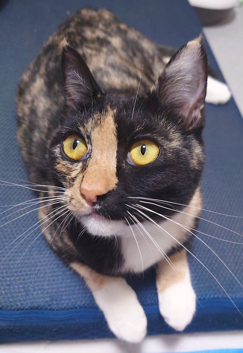 sed0922's tweet photo. 素晴らしいタグに乗っかります
#サビ猫はいいぞ #名前はわさびです https://t.co/DTcewB4x9O