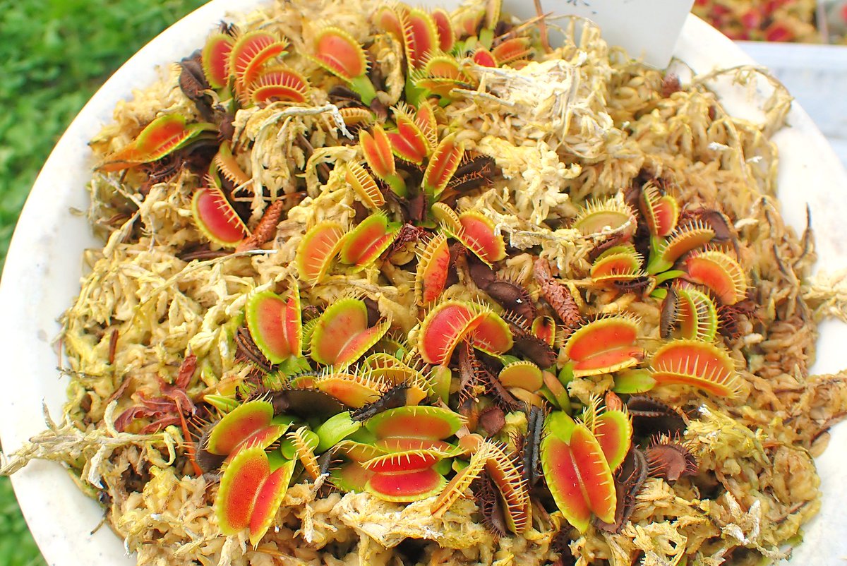 moiwayama_nepen's tweet photo. #ハエトリソウ #鈴木系 #春及園 #長澤 #Dionaea #食虫植物 #Carnivorous_plants #Venus_flytrap #suzuki #TG6 鈴木系の長澤タイプです。気温が結構下がってきたので、これから段々休眠モードに変わっていくと思います。 https://t.co/yr5ewDbmCi