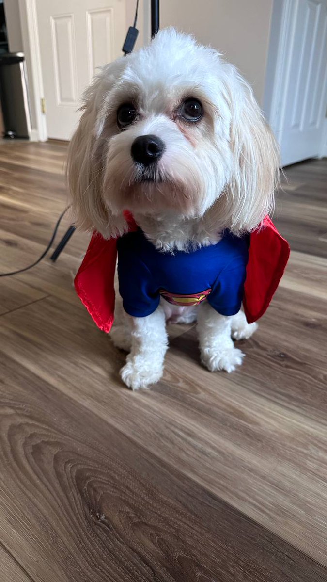 CavachonEth's tweet photo. @TheCryptoSquire I dunno about BTC, but $CAVA could do it today!!!

Fully doxxed team, ready to send!

#Cavachon #Ethererum https://t.co/y0kfZ3Lv0K