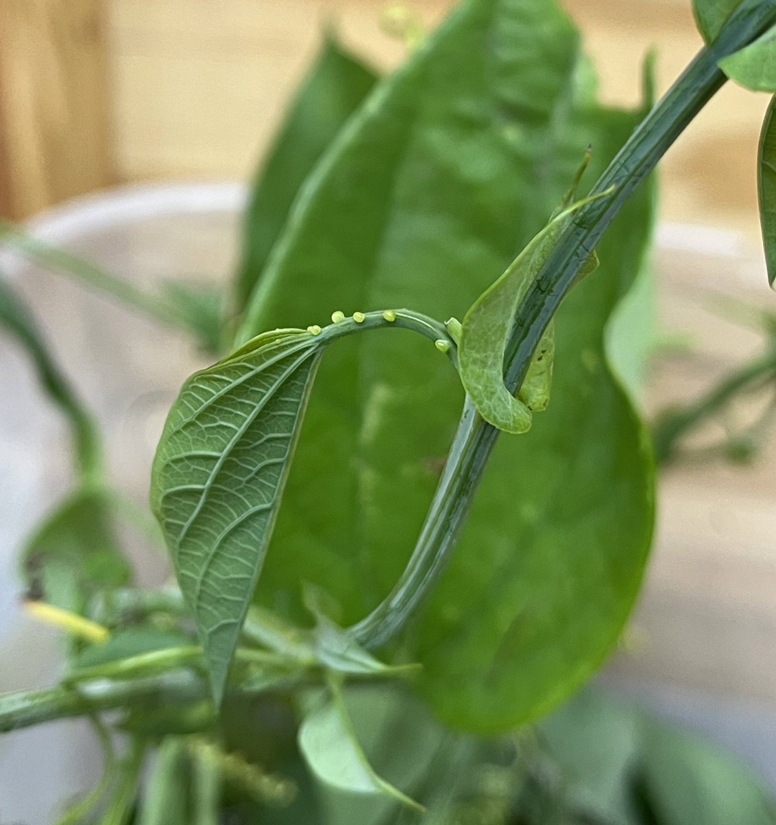 elisamaranta's tweet photo. @gunsnrosesgirl3 @dromius Heliconius egg mimicry by Passiflora oerstedii ! https://t.co/OveBq72PXQ
