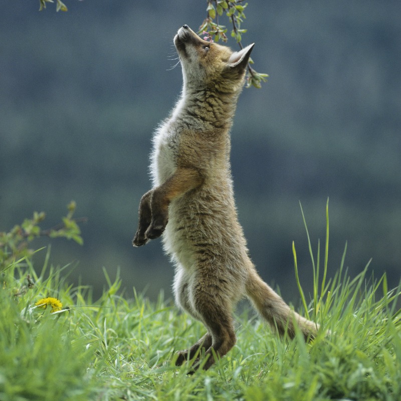 ProtectTheWild_'s tweet photo. We're so so close to 70,000 followers! 

That's almost 70,000 people who want to see an end to hunting and shooting in the UK!

Do you stand with us? Help us go into the weekend on a new milestone! 

RT and follow @ProtectTheWild_ and together we will protect British wildlife. https://t.co/yZU1ta87VC