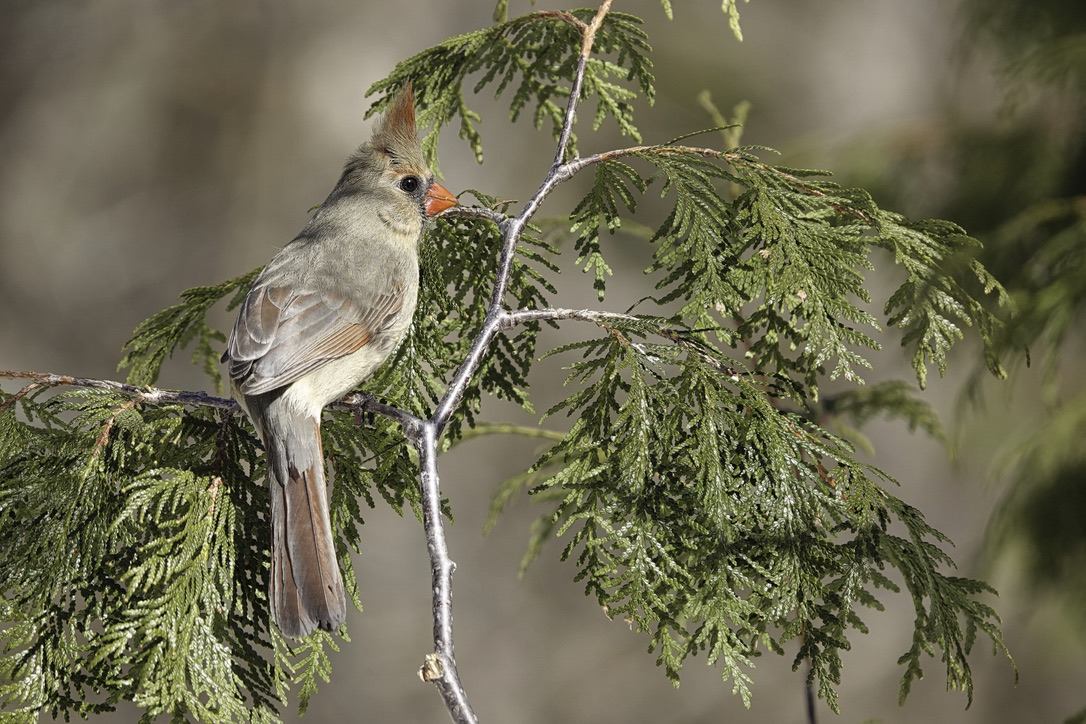 Female Northern Cardinal taken at Guelph Lake Ontario Canada.

#birds #birdsofinstagram #cardinals #cardinalsoftwitter #bestbirdsoftwitter #birdphotography #nature #wildlifephotography #outdoor #naturephotography #sonyrx10iv #sonyrx10 #sonyrx10m4