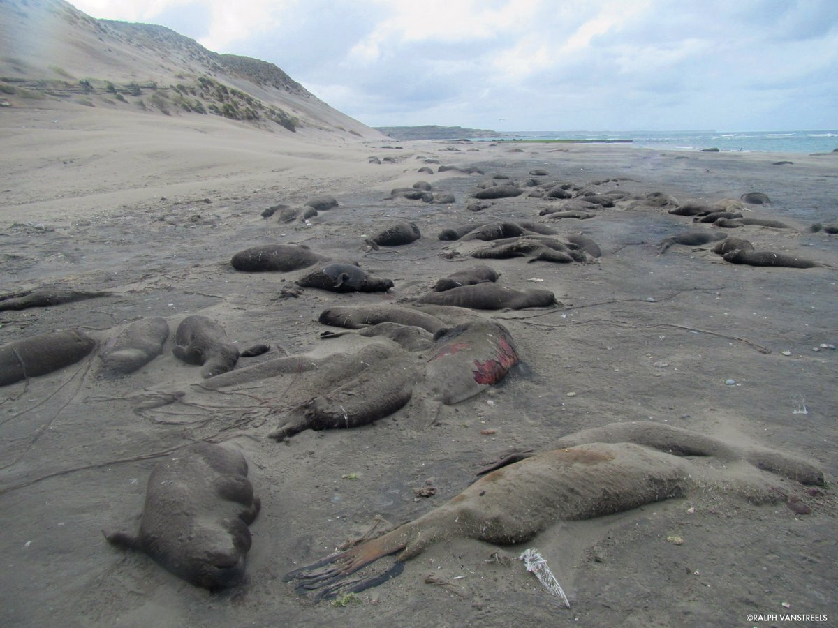 WCS (@thewcs) on Twitter photo Disturbing images from <a href="/wcsargentina/">WCS Argentina</a> from Peninsula Valdes show a massive recent mortality eventĀ inĀ elephant sealĀ colonies. Signs point to avian influenza, but lab resultsĀ pending. We are monitoring situation and informing government and distributing info to keepĀ touristsĀ safe. Disturbing images from <a href="/wcsargentina/">WCS Argentina</a> from Peninsula Valdes show a massive recent mortality eventĀ inĀ elephant sealĀ colonies. Signs point to avian influenza, but lab resultsĀ pending. We are monitoring situation and informing government and distributing info to keepĀ touristsĀ safe.
