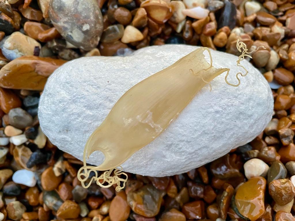 With the stormy weather last week the beaches around Brighton were an absolute treasure trove for eggcases! 
Did you find any during #EEA2023? If so, report them using the Shark Trust app, or our online recording form!
bit.ly/3ONueWC
📸Sonja Fordham