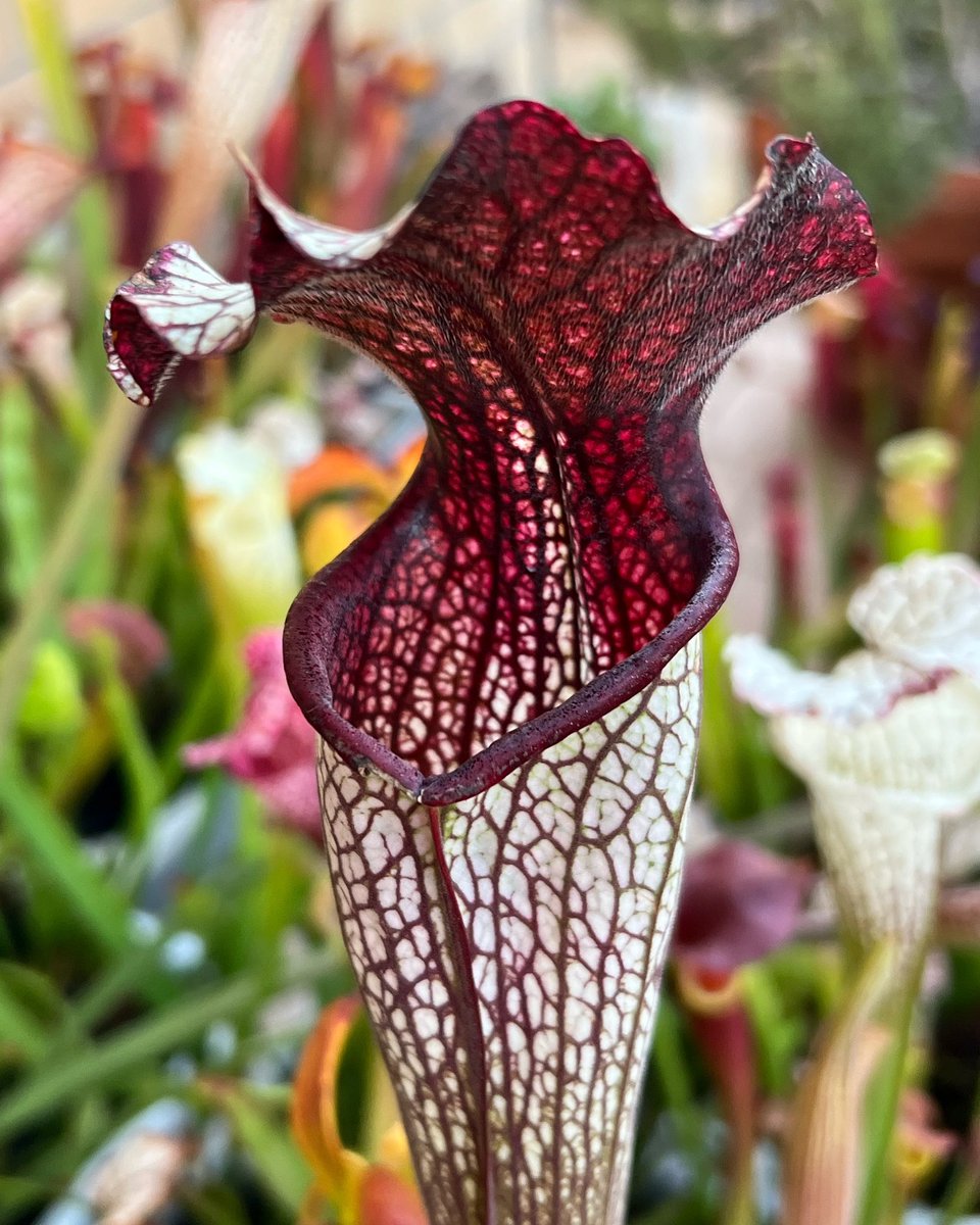I’m in love with this one 🥰

#sarracenia #piantecarnivore #carnivorousplants #plant #strangeplants #outdoorplants #dionaeamuscipula #nepenthes #bellesesplants
