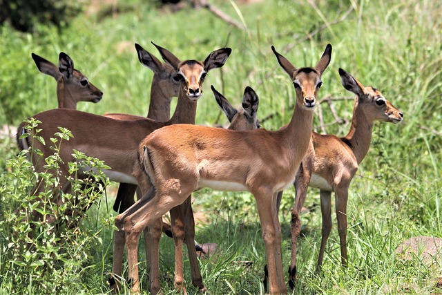 An impala is one of the best African antelope that is found in the open savanna. You can catch them in #Lakemburonationalpark on a game drive,#gamedrive,#masaimara,#murchisonfallsnationalpark,#kidepovalleynationalpark,#bwindi,#rwenzori,#elgon