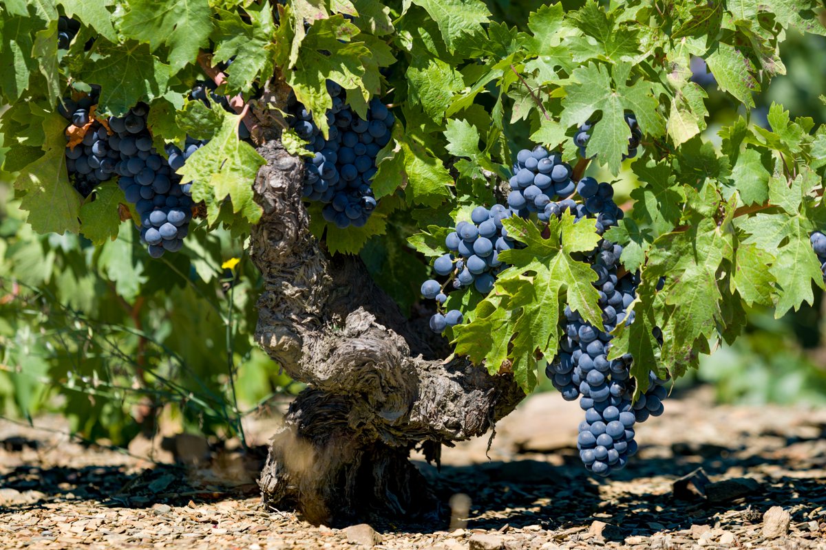 doqpriorat's tweet photo. 🍇 Avui és el dia internacional de la Carinyena, una de les dues varietats recomanades a la DOQ Priorat
ℹ Amb la col·laboració 👇
Diputació de Tarragona
Costa Daurada
Generalitat de Catalunya
Fons Europeu de Desenvolupament Rural
PDR 2023
#CarignanDay #DOQPriorat #winelover https://t.co/fJxxrqe0om