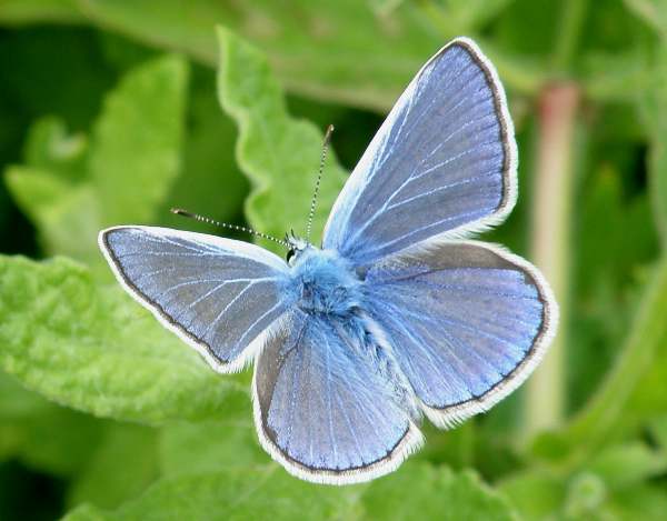 The Common Blue Butterfly is known for its remarkable mutualistic relationship with ants. 🦋 Its caterpillars produce sugary secretions that the ants feed on, and in return, the ants protect the caterpillars from predators. 🐛🐜