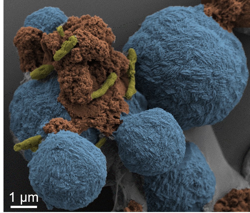 ARPHA Conference Abstracts (@acajournal) on Twitter photo 📢Shoutout to attendees at this week's #2023ISEBxISSM conference in Banff! 🇨🇦
🤔Interested in learning more about #microbial pyrite formation?
📍Stop by the poster by <a href="/muammar1990/">Muammar Mansor</a> et al.!
👉Abstract accessible from: doi.org/10.3897/aca.55… #geomicrobiology #microbiology 📢Shoutout to attendees at this week's #2023ISEBxISSM conference in Banff! 🇨🇦
🤔Interested in learning more about #microbial pyrite formation?
📍Stop by the poster by <a href="/muammar1990/">Muammar Mansor</a> et al.!
👉Abstract accessible from: doi.org/10.3897/aca.55… #geomicrobiology #microbiology