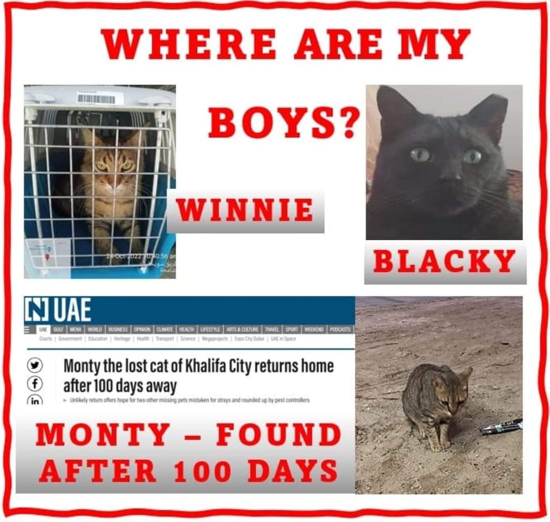 PhatKat9191's tweet photo. One year since Pest Control snatched Winnie from his doorstep in KCA, Abu Dhabi. What did you do with this precious boy @eagle_enviro ? Where did you dump him after collecting him from Falcon? Enough - time to tell the truth! So sorry, @jacthehat 😞.
#petsnotpests 
#AbuDhabi https://t.co/etByQY4szS