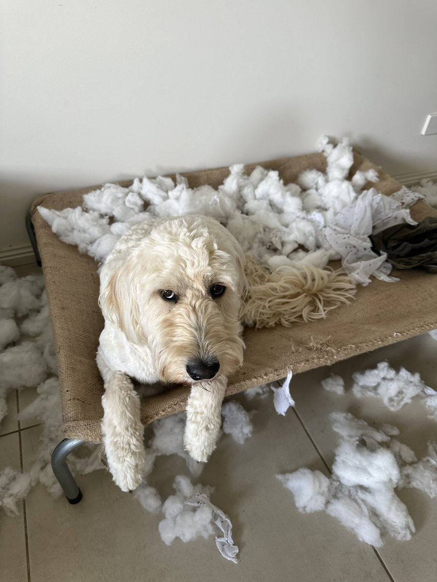 BraydenTalks's tweet photo. I’m not 100% sure, but I think Darcy might be guilty of this one. 🫠🫠 #dogs #noeffsgiven #whatbruh https://t.co/KzDy0FiBLp