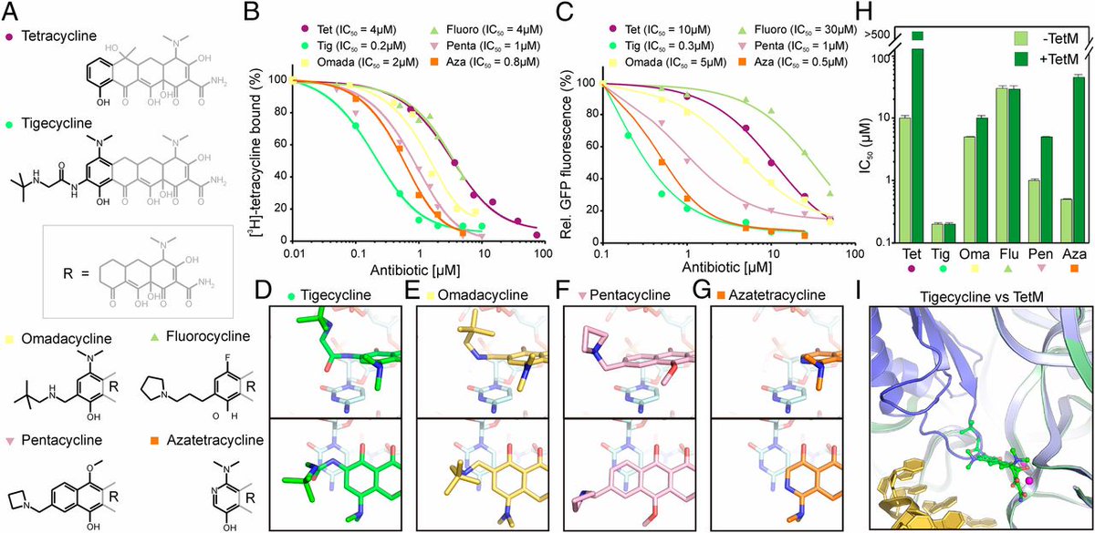 ruixibiotech's tweet image. #Cy3-#tigecycline can be used in #fluorescence #microscopy, #flow #cytometry, or other imaging techniques to investigate the behavior and effects of tigecycline at the cellular or molecular level.
ruixibiotech.com/pts/cy3-tigecy…