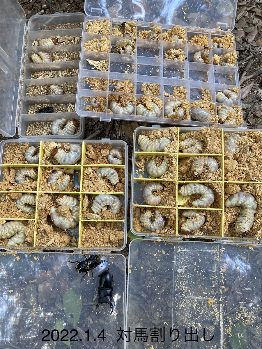 silverback.SB tweet media