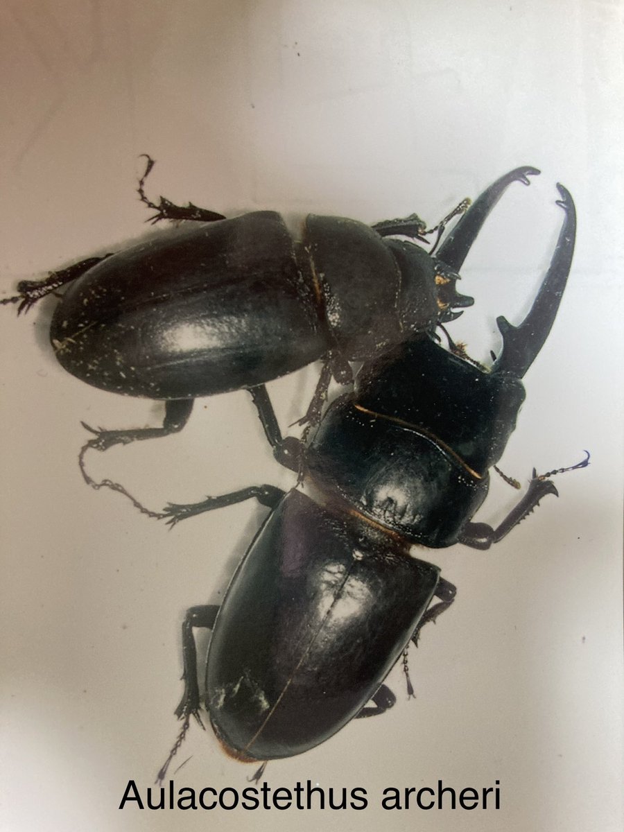 silverback.SB tweet media