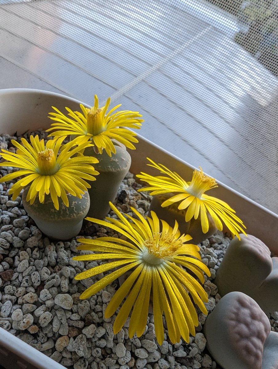 anikie_1's tweet photo. 咲きそう…と言った側から咲いた。賑やか😆 #リトープス #Lithops #リトープスの花 #Lithopsflower https://t.co/R5SvaMRWaM