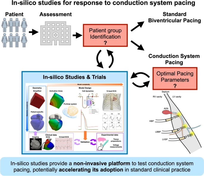 📄🚨New paper in the group! 

In silico studies are paving the way to optimize CSP for various patient groups. But what are these studies saying? 

Read the last review by <a href="/DrStrocchi/">Marina</a>, published #OpenAccess in the Journal of cardiovascular translational research 🫀