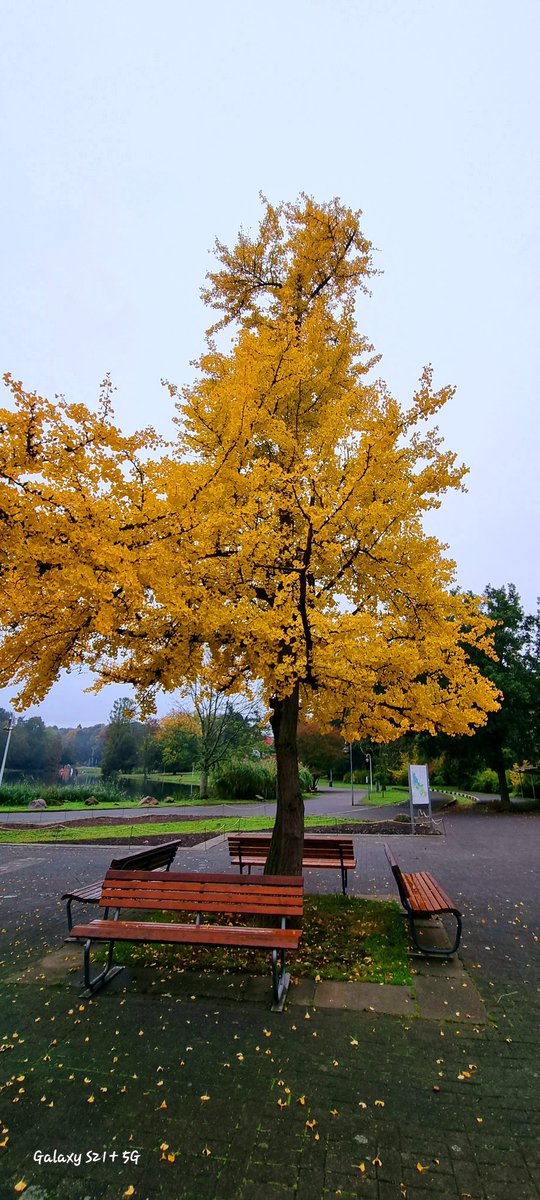 Guten Morgen....🍁🍂