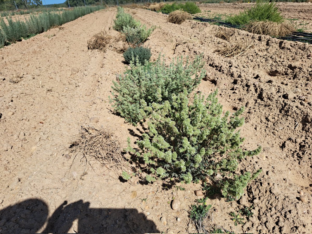 Mañana 25 de octubre estaremos en el Foro de Bioeconomía
forodebioeconomia.es
Mesa de trabajo n 2 sobre Biomasa a las 15:30 con Raquel Ramos y Luis Saúl Esteban.
La biomasa es clave en el futuro renovable. Bioenergía, bioproductos innovadores y sostenibilidad, a debate.