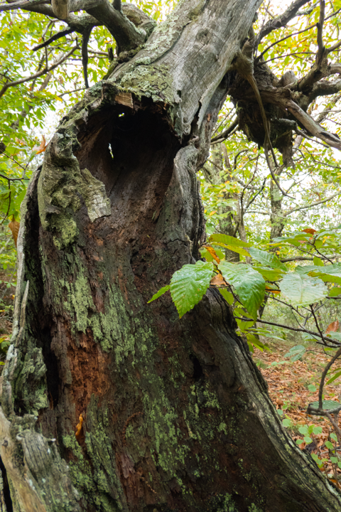 SoniaPavan3's tweet photo. Il y en a qui se préparent pour Halloween 👻👻. Vous aussi vous le voyez ?
#thicktrunktuesday #treepeople #NaturePhotography #chestnuttree #chataignier https://t.co/jrrmVEPlpF