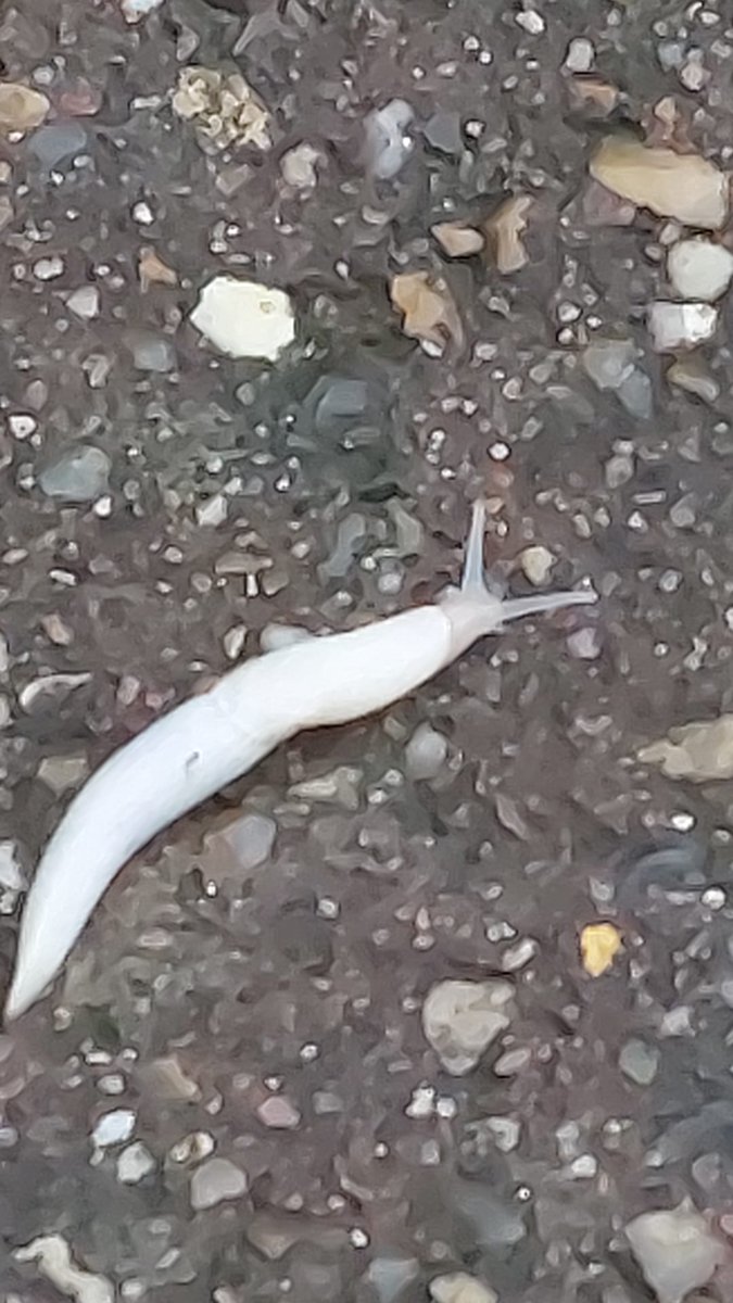 fraser_rush's tweet photo. @HighAshFarm is this a rare "Ghost Slug". Taken in Saxlingham Nethergate? Why are they white? https://t.co/dNZWCkUFnV