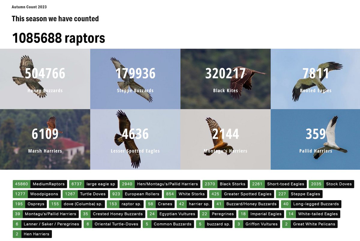 BatumiRaptors's tweet photo. IT'S A WRAP!

The 21st of October marked the final day of #BRC15. This season we counted, once again, over 1 million raptors migrating through the Batumi bottleneck!🤩

Check the season and daily totals here: 👉https://t.co/PsNDHSJo2o👈

🧵👇
1/4 https://t.co/ZSYbfzvHuT