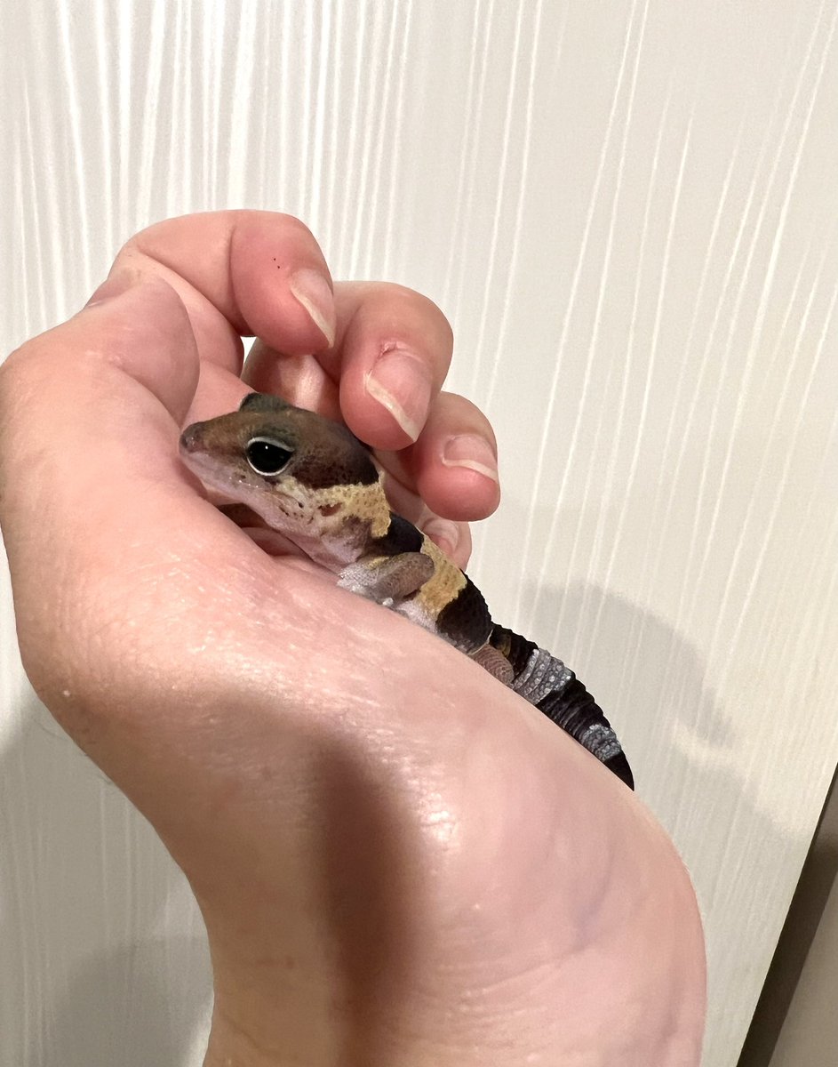 Lacerta_tokyo's tweet photo. ノーマルhetアメルズールー♀🥰✨
#fattailgecko
#ニシアフ
#ニシアフリカトカゲモドキ
#にしあふ
#にしあふりかとかげもどき
#爬虫類
#爬虫類好きの人と繋がりたい
#爬虫類女子
#爬虫類のいる生活
#ニシアフリカトカゲモドキ
#B08 https://t.co/L0lVMTdx1W