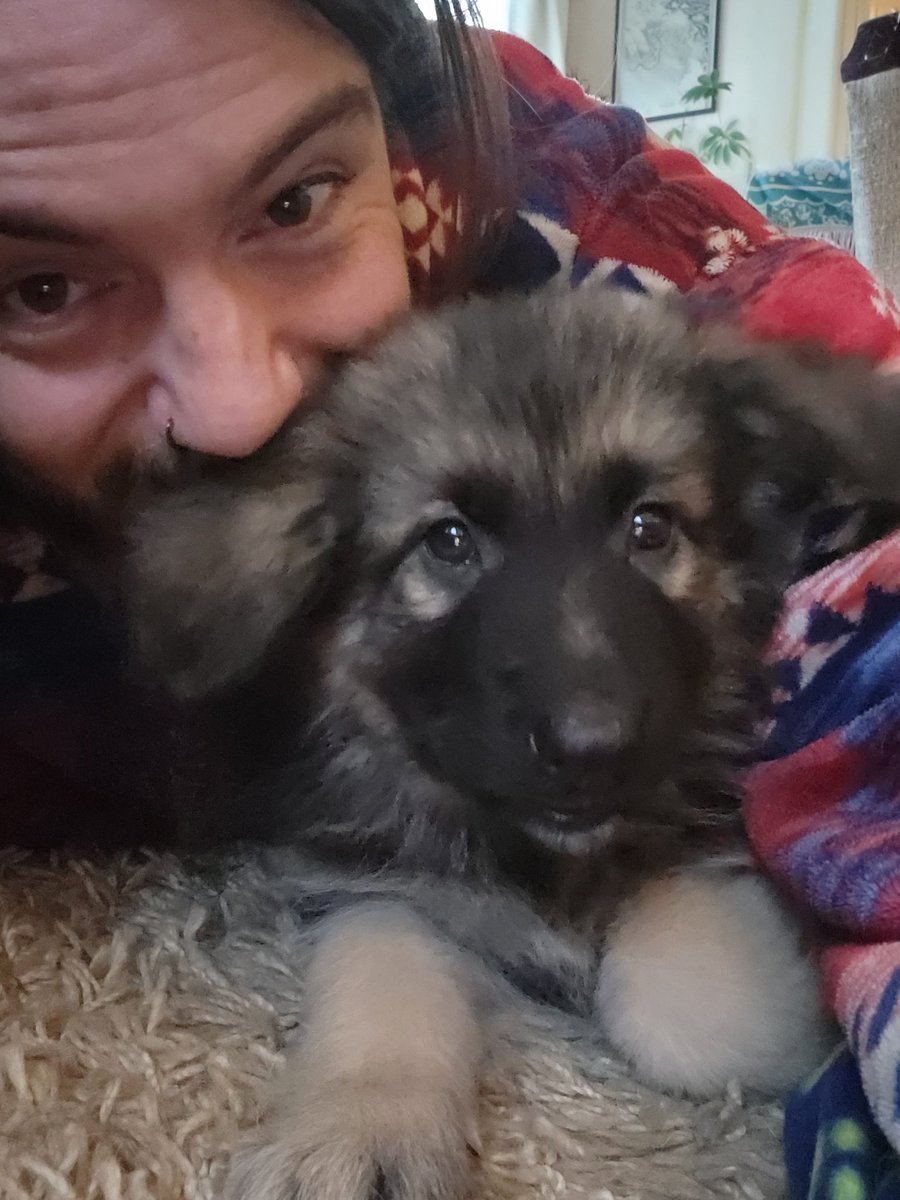 AnarcoGitano's tweet photo. Morning everyone 👋☕️ 🐺 Billy's had his 2nd night with us &amp; settling in perfectly 🥳 A coupla toilet incidents but nothing destructive that can't be cleaned easily 🖤 He's getting on with the rest of the gang too #FeelingBlessed #PuppyTraining #PackLife https://t.co/M7MfYcmyca