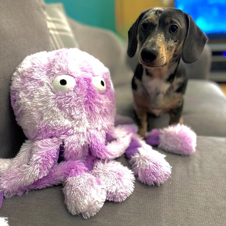 GorPets's tweet image. Know what’s better than a baby octopus? A daddy octopus. My new best friend. It’s twice the size of me which makes it even more fun dragging it around the room &amp;amp; then cuddling it to sleep.When will you get yours?Tell your pawrent you need one #gorpetsoctopus  #gorpets AD | GIFTED