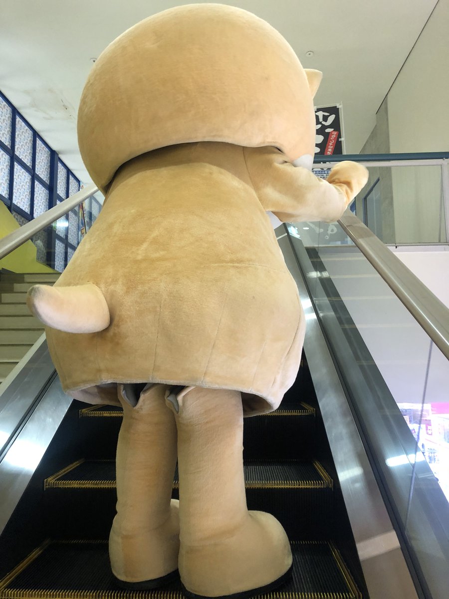 chiitankiss's tweet photo. ちぃたん☆って後ろ姿も可愛いですよね!!
尻尾なんか一家に一つ欲しいくらいです🐻 https://t.co/6oXJj2hYtR