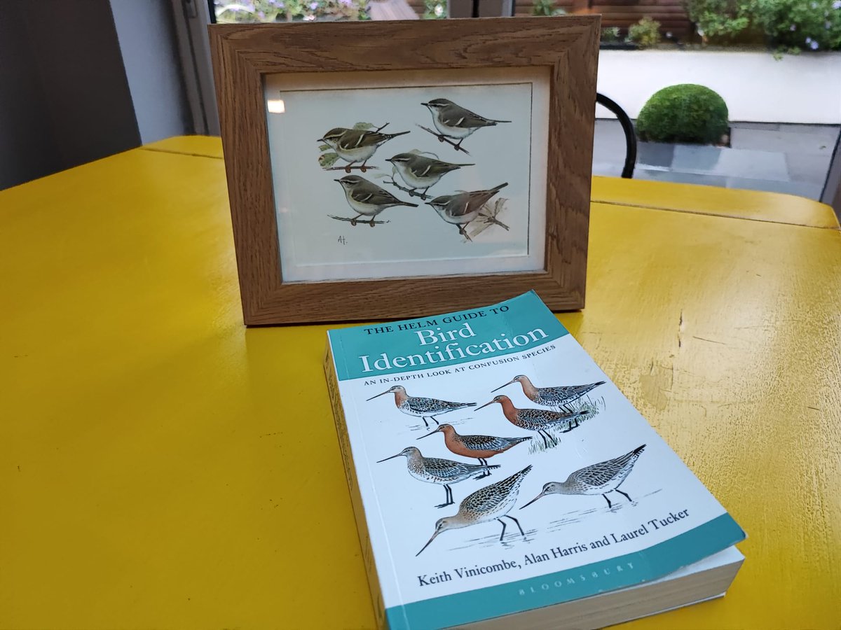 Thank you so much @Vaasetter and @AH_birdartist for this bird ID book and the original drawing from it of yellow browed and hume's warblers!! Wonderful generosity and really appreciated.
