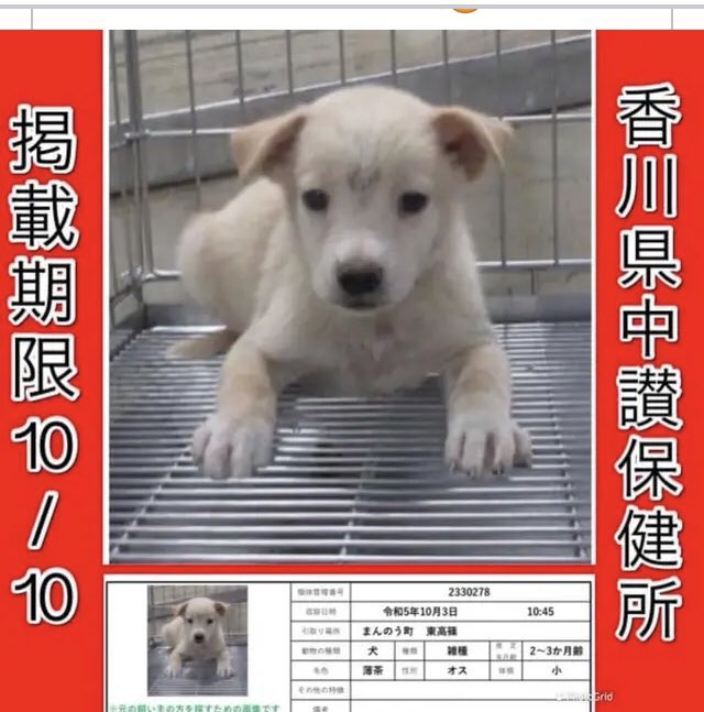 usaginohoppe11's tweet photo. 😭わんちゃんはただ幸せ
なりたかっただけ😭
わんちゃんが産まれてきた
理由分かりますか行政さん https://t.co/1oBZ6kSuhY