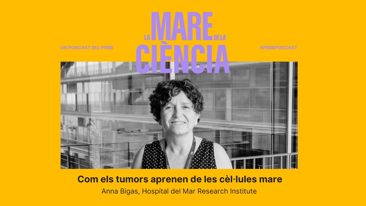 the_prbb's tweet photo. @maruxamartinez @cultura_cat @BCNCiencia @recercauniscat @fundaciorecerca @ACCC_ @PodCATscat @BiolegsCAT @SCB_iec La primera protagonista de la T3 de #LMDLC és l'Anna Bigas del @BigSpinLab a l'@hmar_research que ens endinsa en el món de les cèl·lules mare i ens explica la relació que tenen amb la leucèmia. 🩸🧫
Escolta-la ara!
▶️ https://t.co/oginCVG34I https://t.co/O97Q8jEZnM