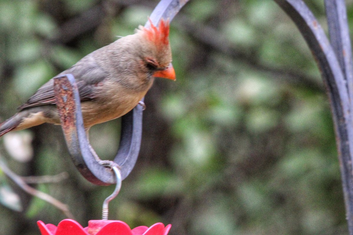 Male and female Northern Cardinals at Paton Center in Patagonia. #ArizonaBirds