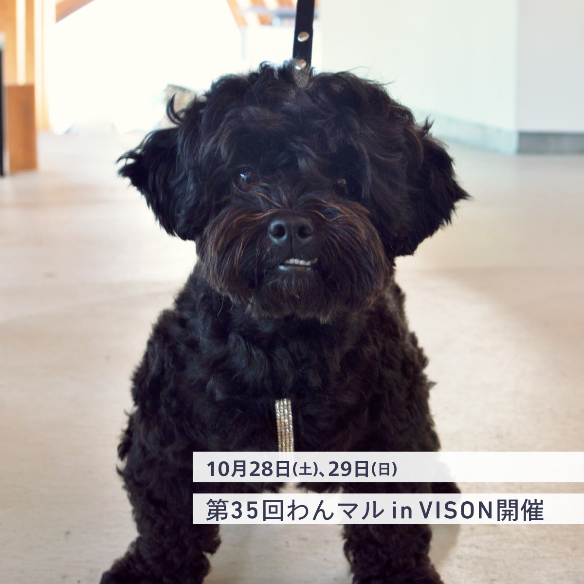 VISON公式 tweet media