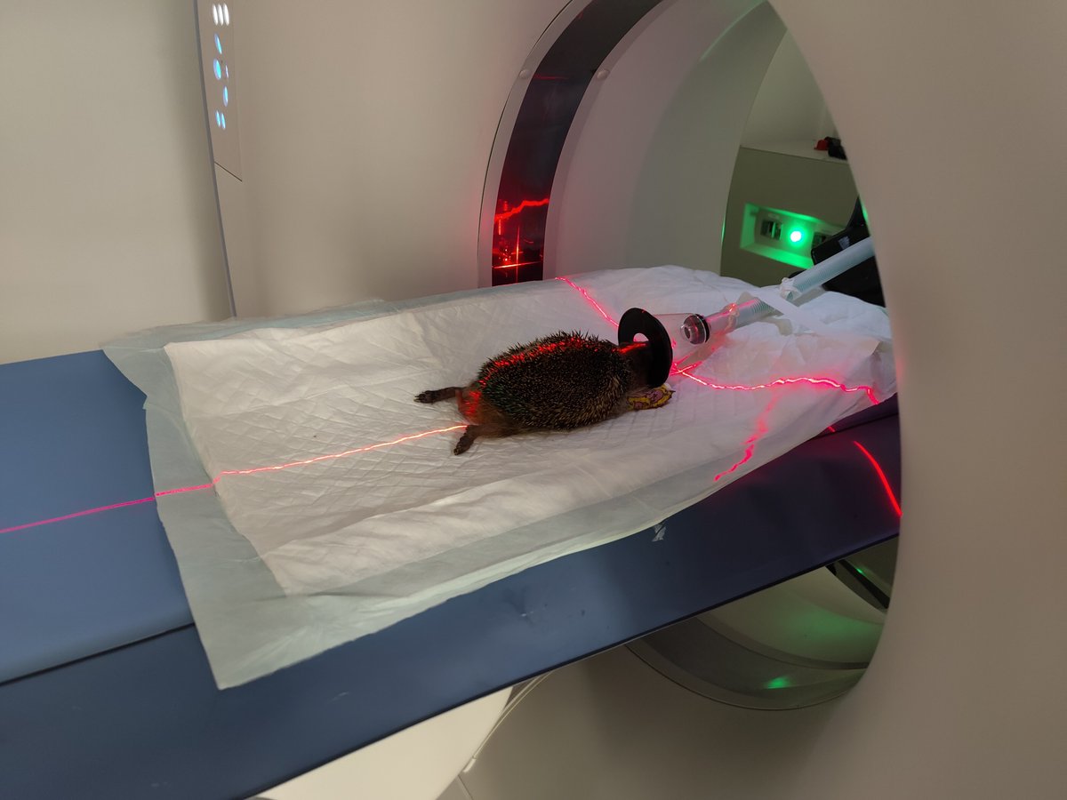 ErinaceusFrance's tweet photo. Par l’état et l'usure des dents, on peut affirmer que #Fernande est une hérissonne plutôt âgée. Ces photos ont été réalisées lors du scanner du 11 mai 2023. https://t.co/A4LnlGurzt