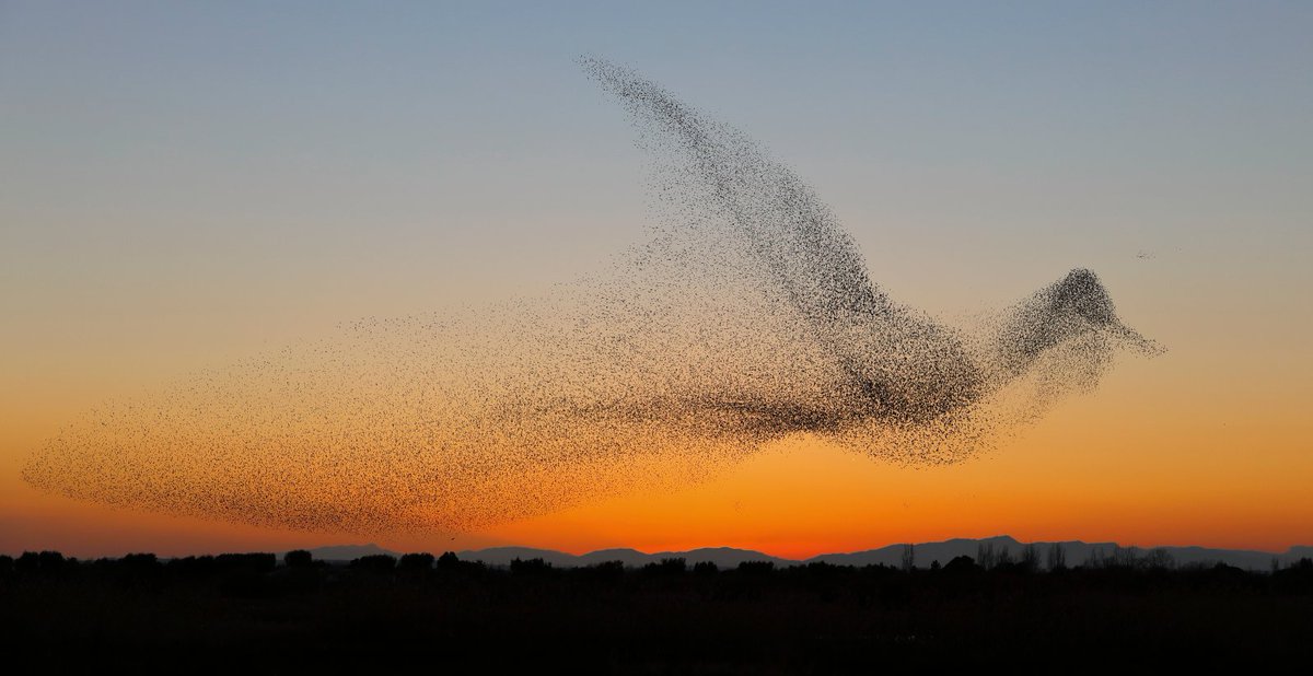 Photographer Daniel Biber from Hilzingen, Germany was trying to capture the murmuration of starlings for 4 days when he finally succeeded. 

He just didn't realize the starlings had created a giant bird in the sky until he got home and reviewed the pictures.